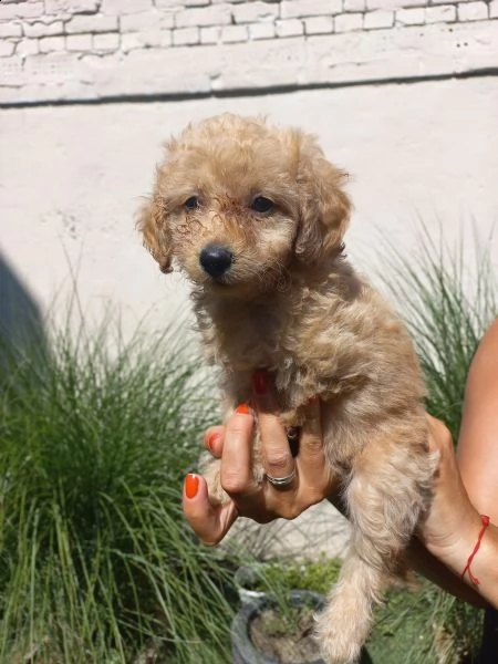 barboncino nano cuccioli | Foto 1