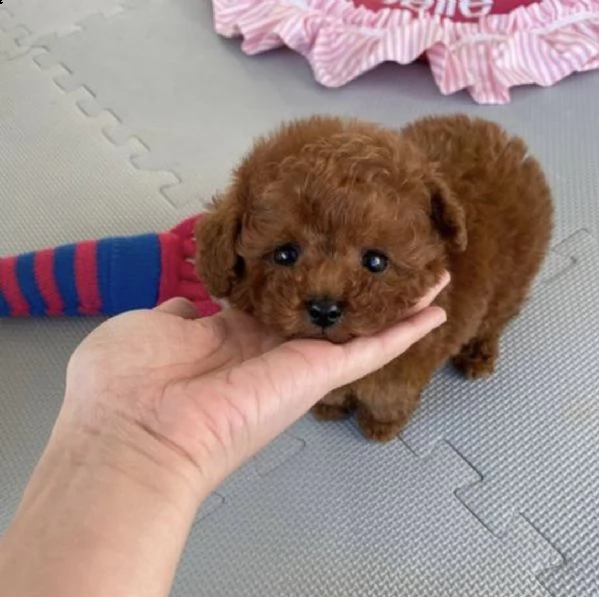 regalo cuccioli di barboncino
