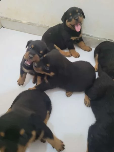 regalo rottweiler