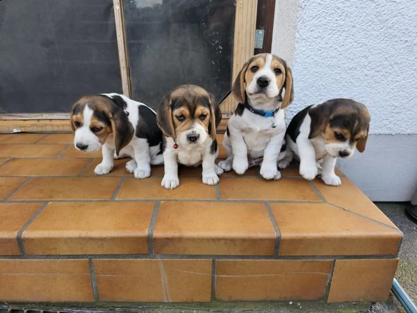 regalo cuccioli beagle whatsapp ( 00393533174023 ) | Foto 0