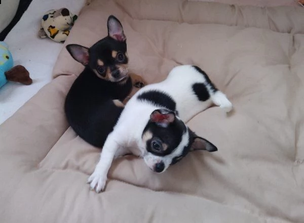 regalo cuccioli di chihuahua whatsapp ( 00393533174023 ) | Foto 0