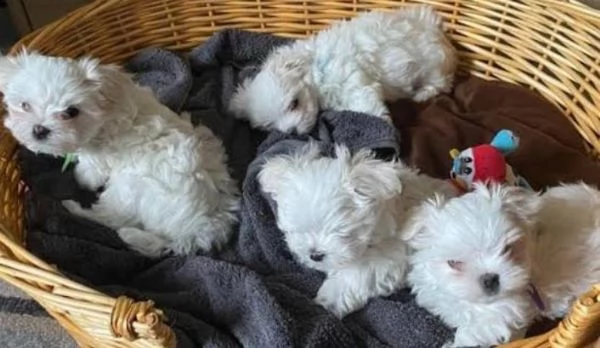 regalo cuccioli maltesi whatsapp ( 00393533174023 ) | Foto 0