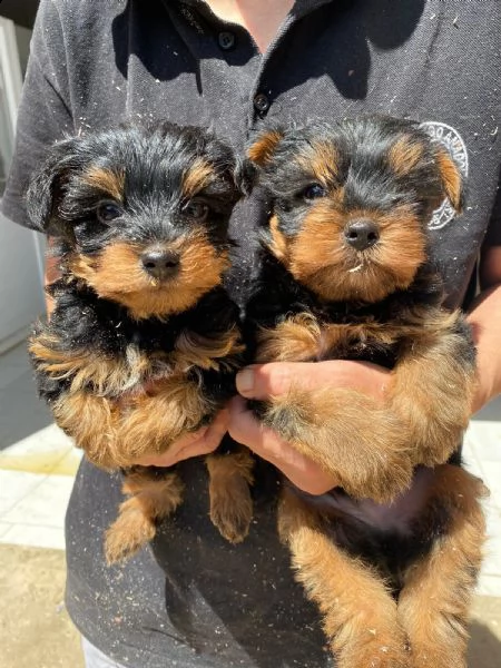 regalo cuccioli di yorkie whatsapp ( 00393533174023 ) | Foto 0