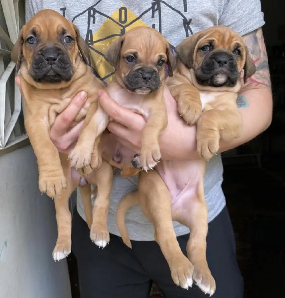 boxer regalo cuccioli whatsapp ( 00393533174023 )