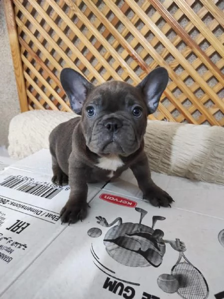 regalo bulldog francese whatsapp ( 00393533174023 ) | Foto 1