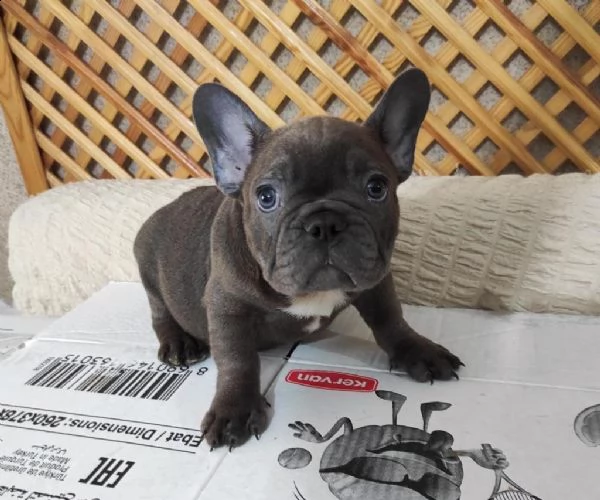 regalo bulldog francese whatsapp ( 00393533174023 )