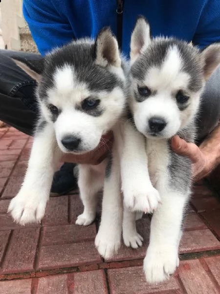 regalo cuccioli husky whatsapp ( 00393533174023 ) | Foto 0