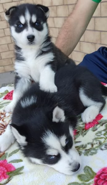 regalo cuccioli husky whatsapp ( 00393533174023 )