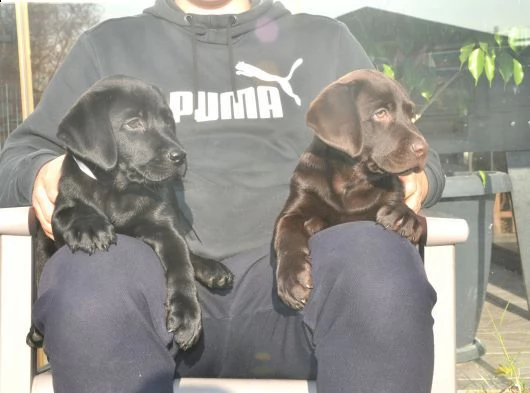 regalo cuccioli labrador whatsapp ( 00393533174023 ) | Foto 0