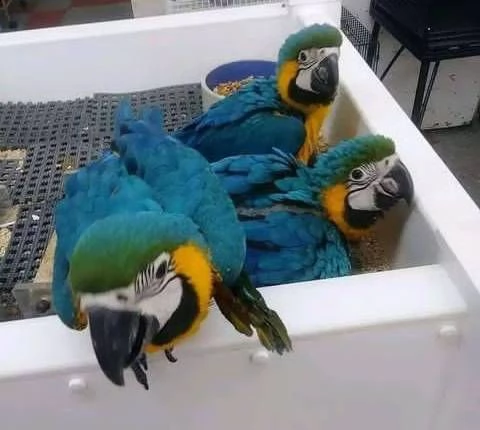 disponibili pappagalli parlanti