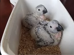 pappagalli per buone case