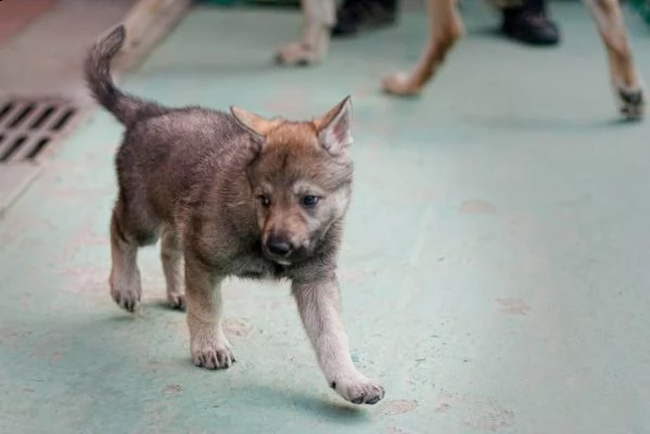 cuccioli di cane lupo cecoslovacco disponibili 