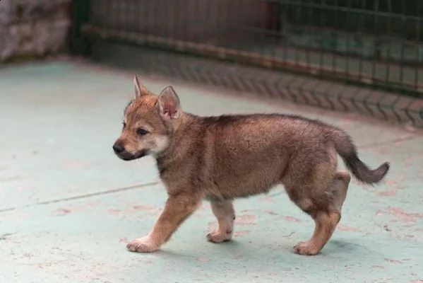 disponibili cuccioli di cane lupo cecoslovacco | Foto 0