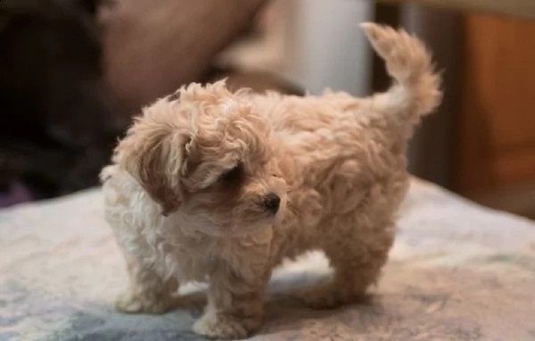  cuccioli di bolognese  | Foto 0