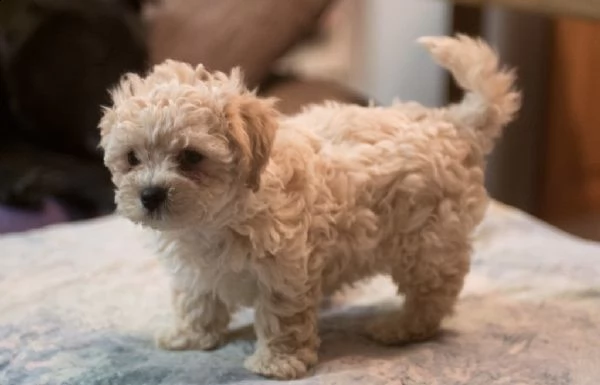  cuccioli di bolognese 