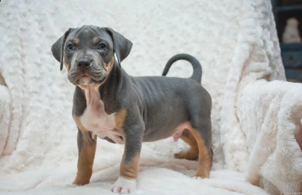 cuccioli di pitbull terrier | Foto 0