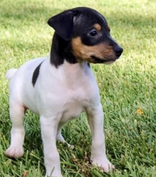 ///…adorabili cuccioli di bodeguero  disponibili in regalo