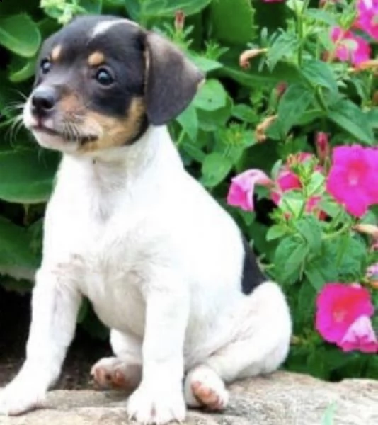 ///…adorabili cuccioli di bodeguero  disponibili in regalo | Foto 0