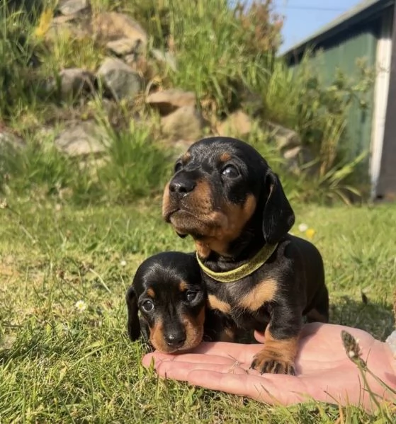 cuccioli di mini bassotto a pelo corto