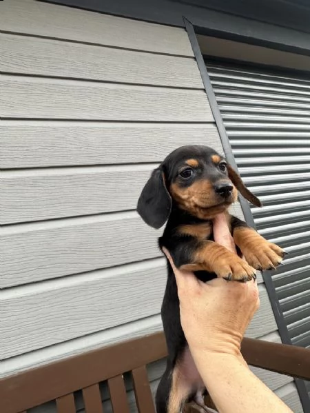 cuccioli di mini bassotto a pelo corto | Foto 0