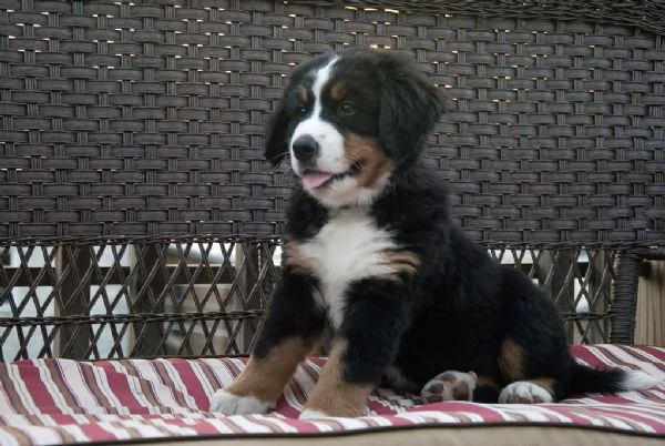 Cuccioli Bovaro del Bernese
