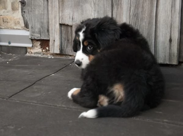 Cuccioli Bovaro del Bernese | Foto 0