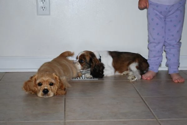 Disponibili cuccioli di Cocker Spaniel | Foto 0