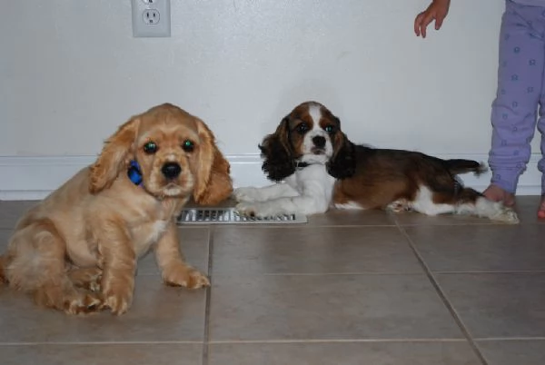 Disponibili cuccioli di Cocker Spaniel