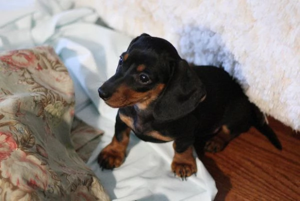 Disponibili cuccioli di Bassotto | Foto 0