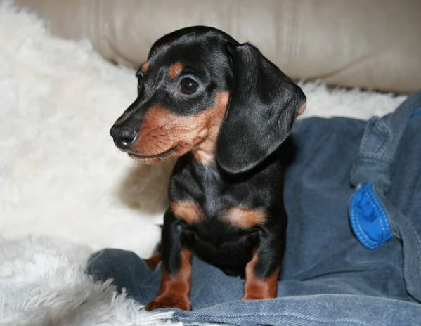 Disponibili cuccioli di Bassotto