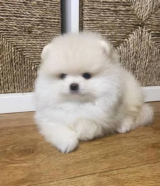 cuccioli di pomerania maschi e femmine