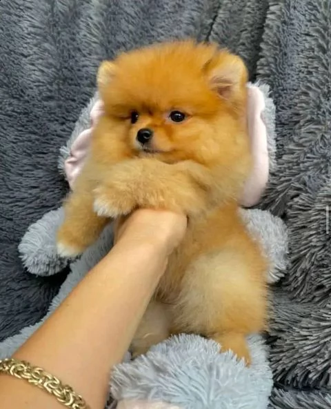 cuccioli di pomerania maschi e femmine | Foto 0