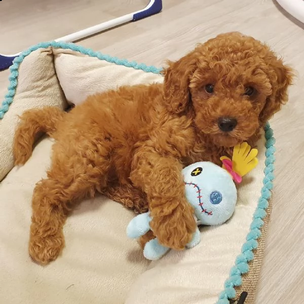 barboncino toy maschio e femmina