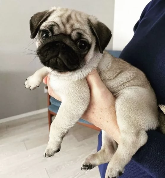 regalo carlino disponibile  | Foto 0