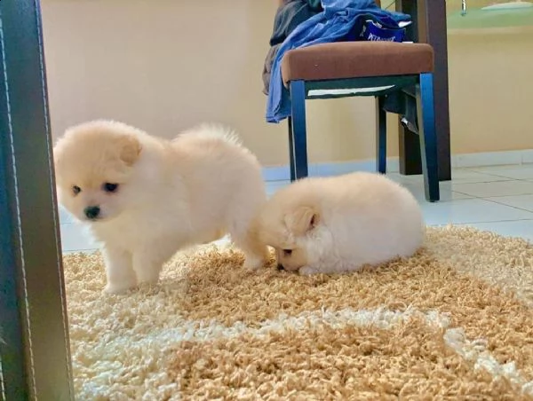 regalo splitz maschio e femmina disponibile | Foto 0