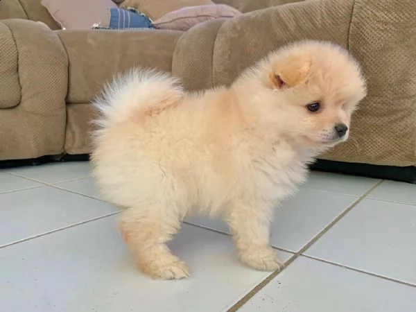 regalo splitz maschio e femmina disponibile