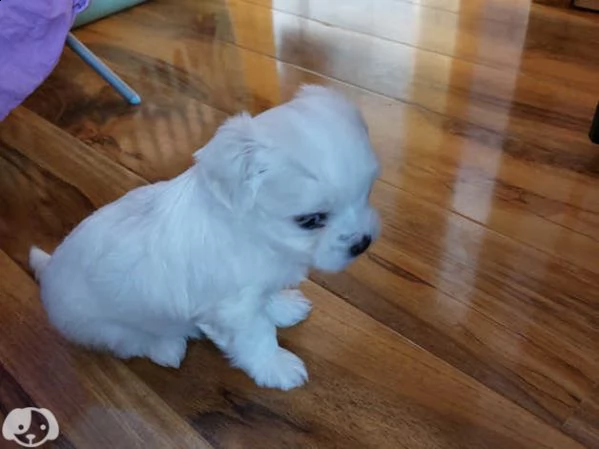 maltese maschio e femmina cuccioli | Foto 2