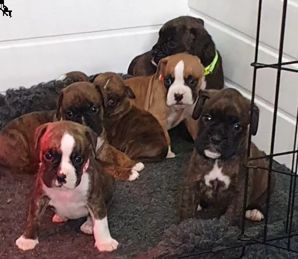 disponibili cuccioli di boxer | Foto 3