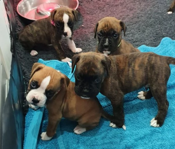 disponibili cuccioli di boxer | Foto 2