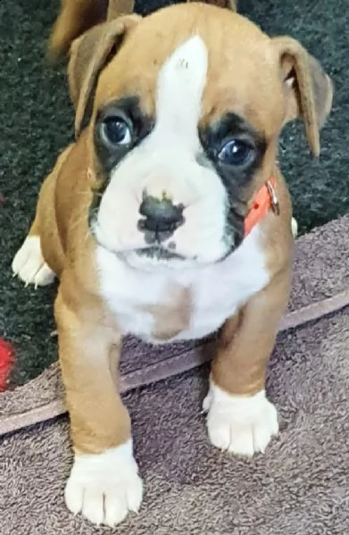 disponibili cuccioli di boxer