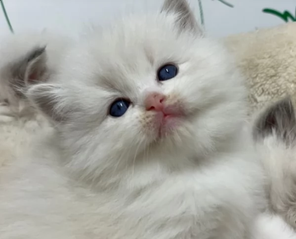 cuccioli di ragdoll