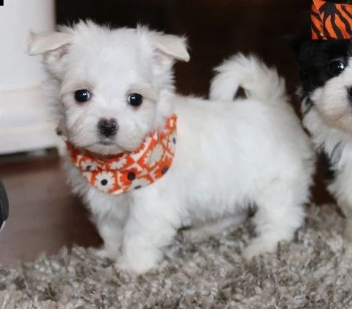 cucciolatta stupenda di maltesini toy sia maschi sia femmine | Foto 1
