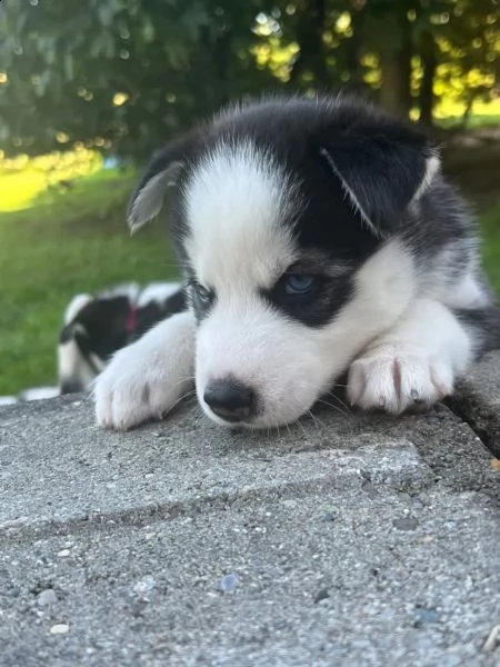 kuccioli  siberian husky con splendidi occhi azzurri  | Foto 3