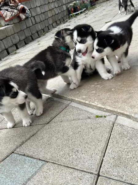 kuccioli  siberian husky con splendidi occhi azzurri  | Foto 0
