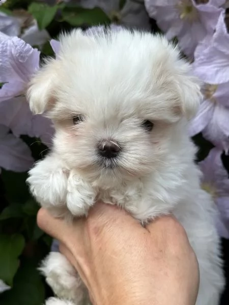 dolcissimi cuccioli maltesi di razza pura | Foto 3