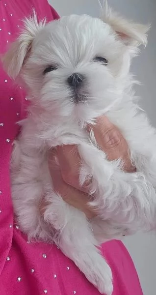 dolcissimi cuccioli maltesi di razza pura | Foto 2