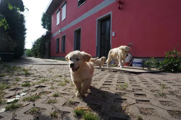 eleganti cuccioli di golden retriever | Foto 3