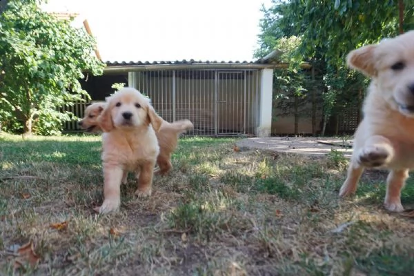 eleganti cuccioli di golden retriever | Foto 2