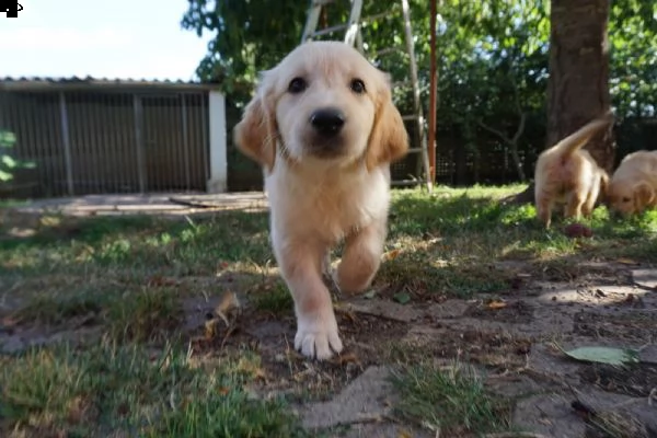 eleganti cuccioli di golden retriever | Foto 1