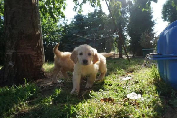 eleganti cuccioli di golden retriever | Foto 0
